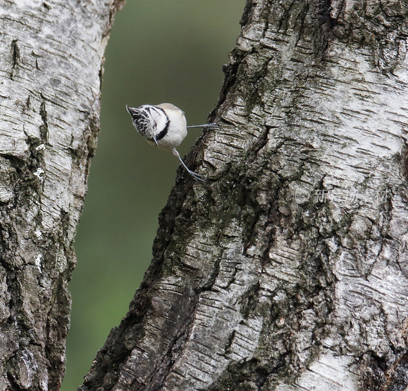 冠山雀(学名:Lophophanes cristatus)